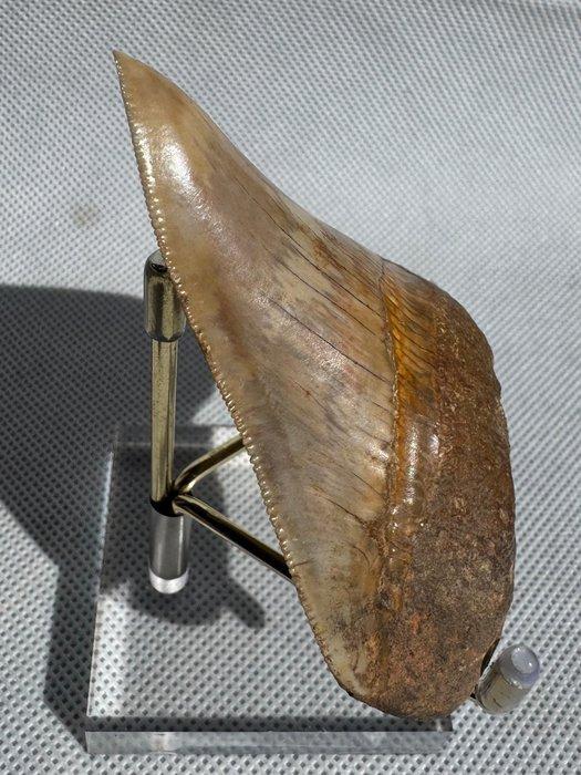 Megalodon - Fossiele tand - Carcharocles megalodon - 8 cm, Verzamelen, Mineralen en Fossielen