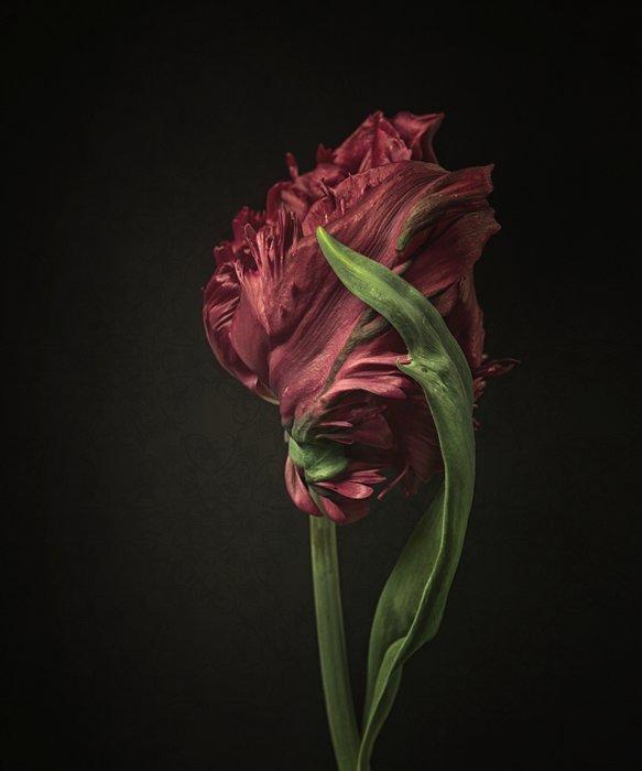 Ursula van de Bunte - Such a Shame, Antiek en Kunst, Kunst | Designobjecten