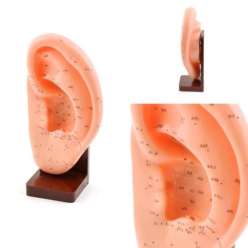 Acupunctuur / reflexzone model oor (8x13x24 cm), Diversen, Verpleegmiddelen, Nieuw, Verzenden