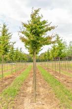Morus nigra hoogstam 14/16