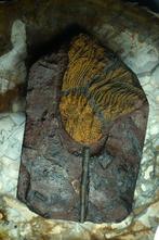Crinoide - Gefossiliseerd dier - 19 cm (Zonder Minimumprijs), Verzamelen