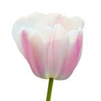 Bloembollen - 64 x Tulp Royal Pride - wit met roze, Verzenden, Voorjaar, Volle zon, Bloembol