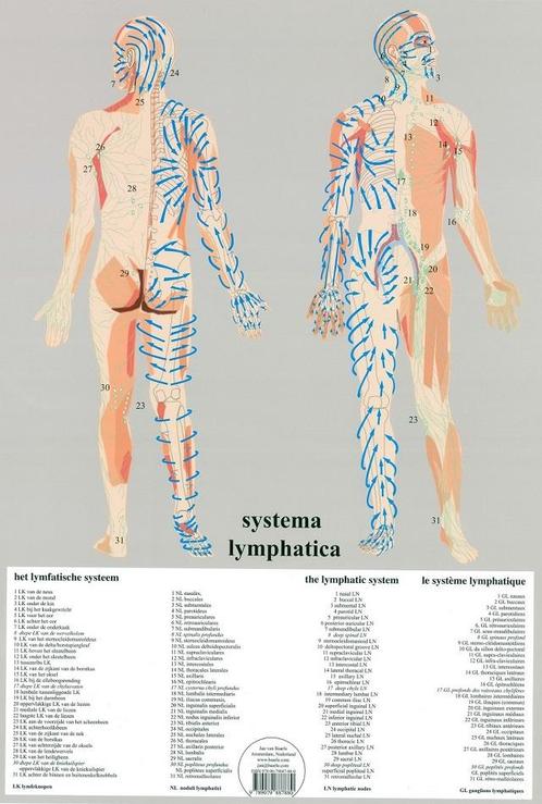 Anatomie poster lymfe (Nederlands, A2) + ophangsysteem, Sport en Fitness, Overige Sport en Fitness, Nieuw, Verzenden
