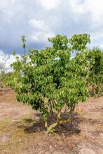 Cornus kousa Milky Way meerstammig 200-250