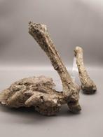 Benen - Fossiel bot - Psittacosaurus - 16 cm - 17 cm