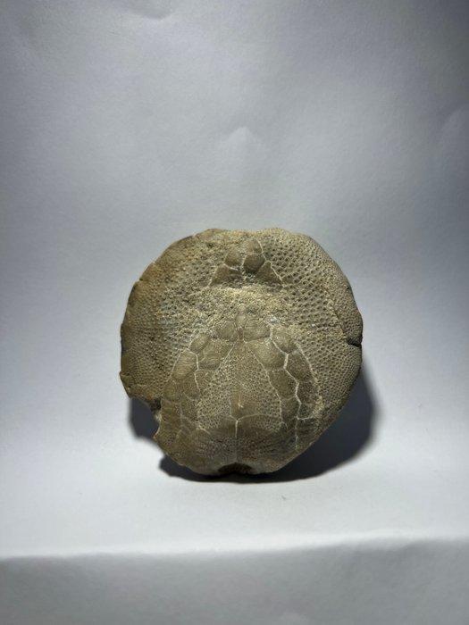 Zee-egel - Gefossiliseerd dier - Spatangus saheliensis - 2, Verzamelen, Mineralen en Fossielen