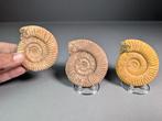 Trio ammonieten - Gefossiliseerde schelp - Perisphinctes sp., Verzamelen