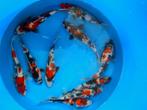 Hirasawa Marusei 27-32cm (Japanse Koi), Dieren en Toebehoren, Karper of Koi