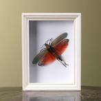 Sprinkhaan in Lijst Taxidermie Opgezette Dieren By Max, Verzamelen, Dierenverzamelingen, Ophalen of Verzenden, Nieuw, Insect, Opgezet dier