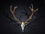 Large Red Stag Trophy Schedel - Cervus elaphus - 80 cm - 125, Nieuw