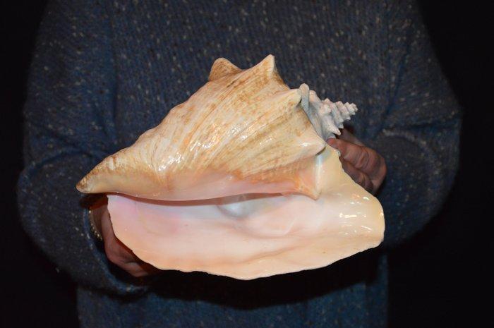 Zeeslak Zeeschelp - M-444 STROMBUS GIGAS (Zonder, Verzamelen, Dierenverzamelingen