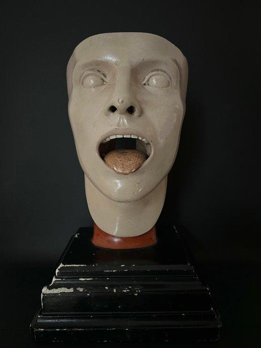 Onderwijs/demonstratiemodel - Gips - 1920-1930 - Afgesneden, Antiek en Kunst, Curiosa en Brocante