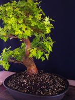Moerbei - Geen minimumprijs - Hoogte (boom): 50 cm - Diepte