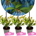 SSet van 3 Bosbessen - Vaccinium cylindraceum, Tuin en Terras, Verzenden, Volle zon