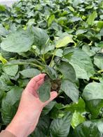 Anubias Barteri (Aquariumplanten, Aquarium producten), Dieren en Toebehoren, Vissen | Aquaria en Toebehoren, Verzenden, Nieuw