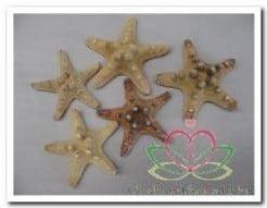 Zeester Philippine 5-7 cm 25 stuks, Hobby en Vrije tijd, Knutselen, Nieuw, Ophalen of Verzenden