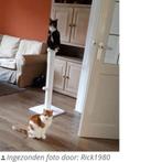 Beeztees Serpa XL Krabpaal - Wit - 40x40x90 cm, Ophalen of Verzenden, Nieuw