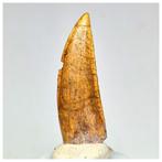 Ongewone grote Kryptops palaios Abelisaurid Theropod