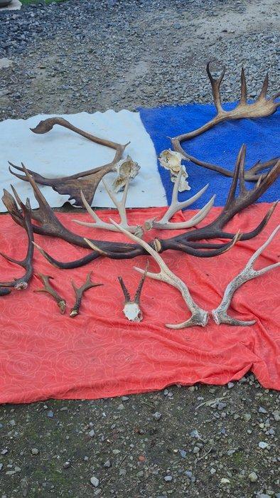 Wapiti - Caribou - Rendier en anderen Hoorns - Cervus, Verzamelen, Dierenverzamelingen