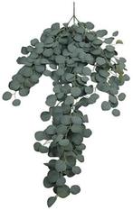 Eucalyptus Zijden Grey Groen Hanger vuller 127 cm, Ophalen of Verzenden, Nieuw