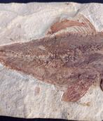 Vis - Fossiele matrix - Grande Halec Microlepis con la prole, Verzamelen, Mineralen en Fossielen