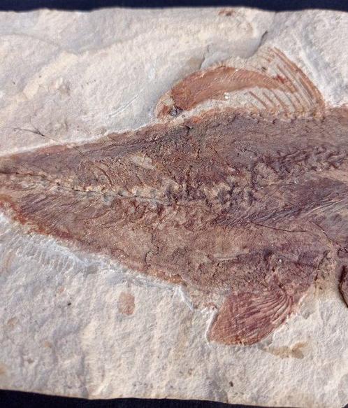 Vis - Fossiele matrix - Grande Halec Microlepis con la prole, Verzamelen, Mineralen en Fossielen