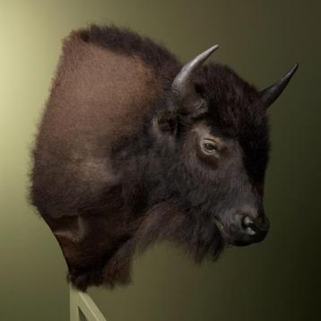 Bizon Taxidermie Opgezette Dieren By Max beschikbaar voor biedingen