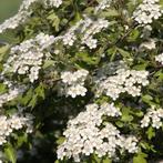 Meidoorn Boom - Crataegus Monogyna (Kale Wortel) - 200-250cm, Ophalen of Verzenden, 100 tot 250 cm