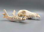 Zadeljakhals Schedel - Lupulelella mesomelas - 8 cm - 9 cm -, Verzamelen, Dierenverzamelingen, Nieuw