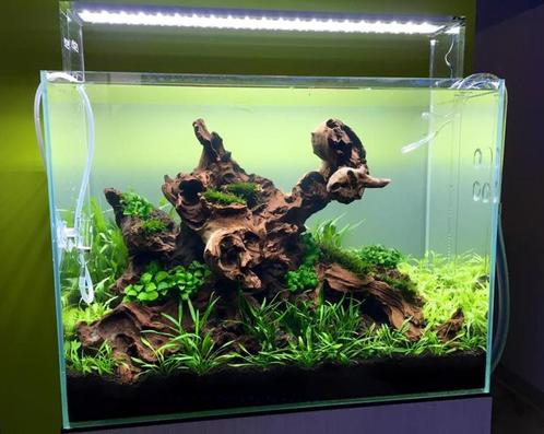 Coral wood 30-40cm aquarium decoratie hout (Hardscaping), Dieren en Toebehoren, Vissen | Aquaria en Toebehoren, Nieuw, Verzenden