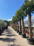 Trachycarpus fortunei palmboom / palmbomen te koop!!!!!!!!!!, Tuin en Terras, Planten | Bomen, In pot, Halfschaduw, Ophalen of Verzenden