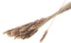 Reed Bos Natural Graspluimen 70 gram, Huis en Inrichting, Ophalen of Verzenden, Nieuw