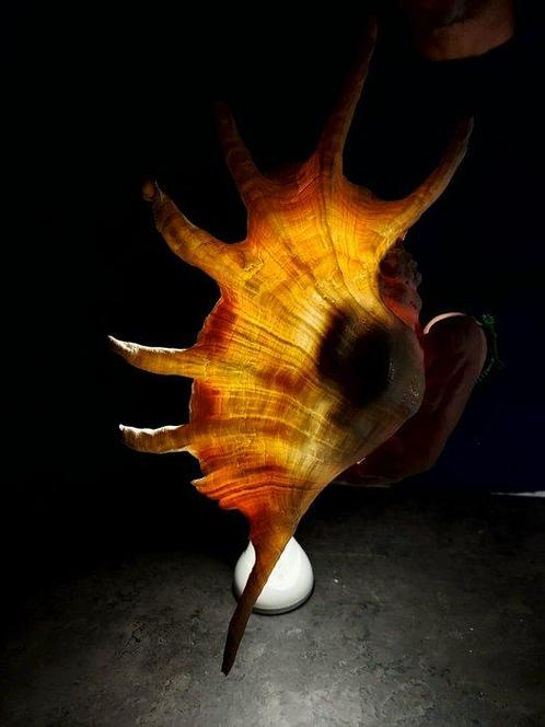 grote lambis-concha met operculum Taxidermie volledige, Verzamelen, Dierenverzamelingen