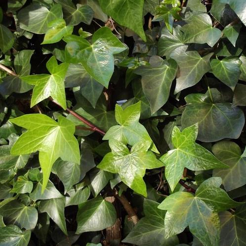 Hedera helix - 100-125 cm, Tuin en Terras, Planten | Tuinplanten, Ophalen of Verzenden