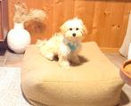 Super lief, speels MALTIPOO reutje , maltezer x toy poedel, Dieren en Toebehoren, Parvo, 8 tot 15 weken, Meerdere, Nederland