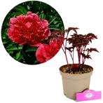 Paeonia lactiflora karl Rosenfield + Pot 17cm, Verzenden