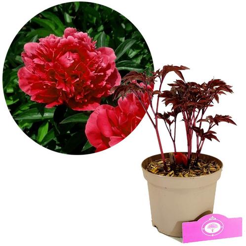 Paeonia lactiflora karl Rosenfield + Pot 17cm, Tuin en Terras, Planten | Tuinplanten, Verzenden