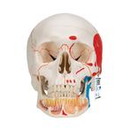 Anatomie model schedel met open onderkaak en spieren, 3-..., Nieuw