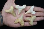 Haai - Fossiele tand - Otodus obliquus (Zonder Minimumprijs)