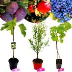 Set van 3 Mediterrane fruitplanten, Verzenden, Volle zon