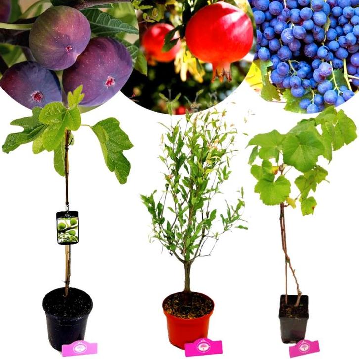 Set van 3 Mediterrane fruitplanten, Tuin en Terras, Planten | Fruitbomen, Volle zon, Verzenden