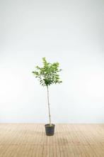 Prunus yedoensis halfstam 120cm stam