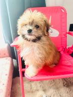 Maltipom pups, maltezer x pomeranian , ouders aanwezig, Parvo, Overige rassen, 8 tot 15 weken, Meerdere