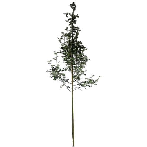 Lijsterbes - Sorbus aucuparia ‘Sheerwater Seedling’ - Omtrek, Tuin en Terras, Planten | Bomen, Ophalen of Verzenden