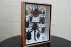 Mixed Asian Insects in glazed display box Taxidermie, Nieuw