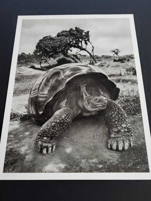 Sebastião Salgado (1944) - Galapagos, Ecuador, 2004 -, Antiek en Kunst, Kunst | Schilderijen | Modern