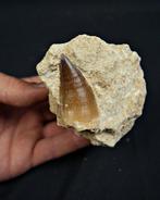 Mosasaurus - Fossiele tand - Mosasaurus Alta calidad (Zonder, Verzamelen, Mineralen en Fossielen