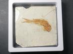 Vis - Gefossiliseerd dier - Lycoptera - 11 cm (Zonder