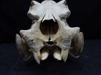 Hippopotamus full skull Tand - Hippopotamus amphibius (copy, Verzamelen, Nieuw