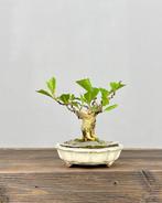 Magnolia stellata bonsai - Hoogte (boom): 17 cm - Diepte